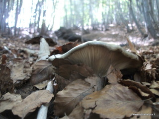 Rifugio Timparossa
